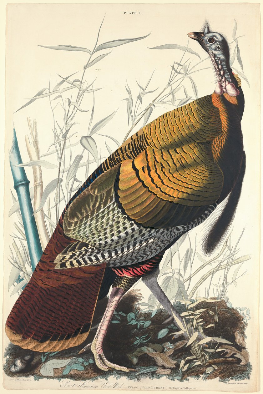 Grande gallo americano, 1827 da William Home Lizars