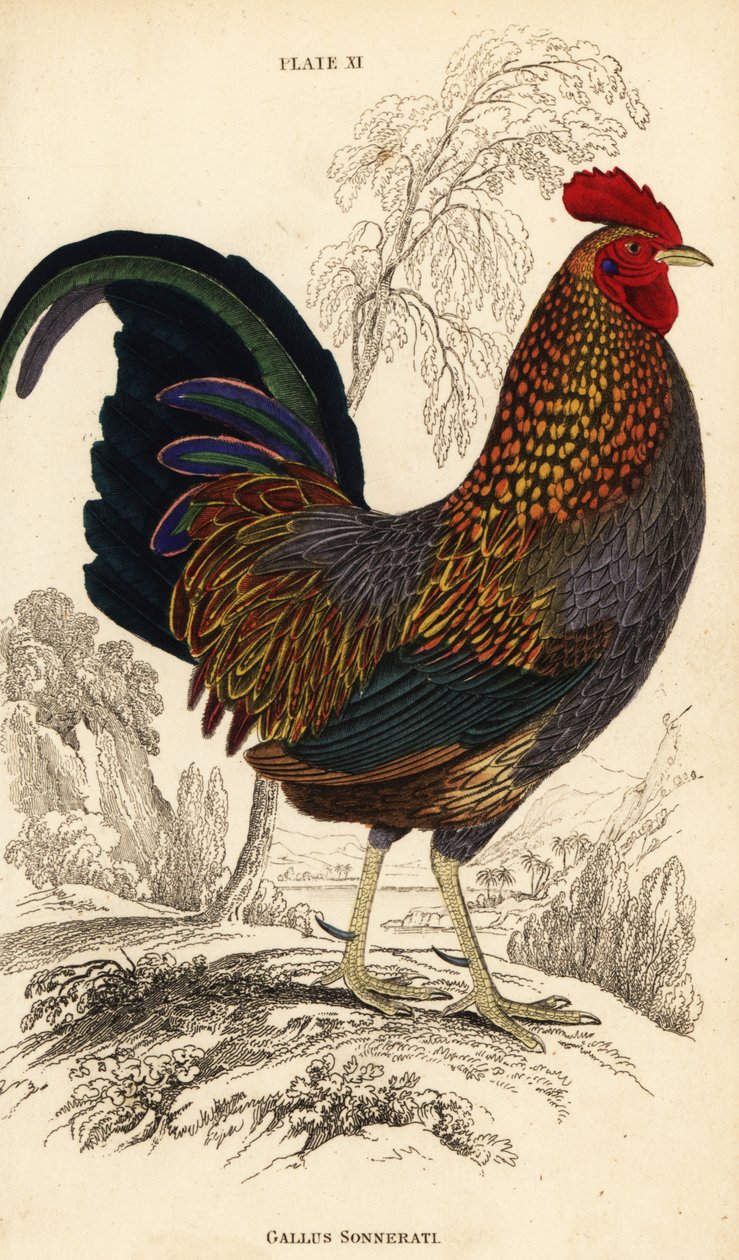 Gallus sonneratii (Gallus sonnerati) da William Home Lizars