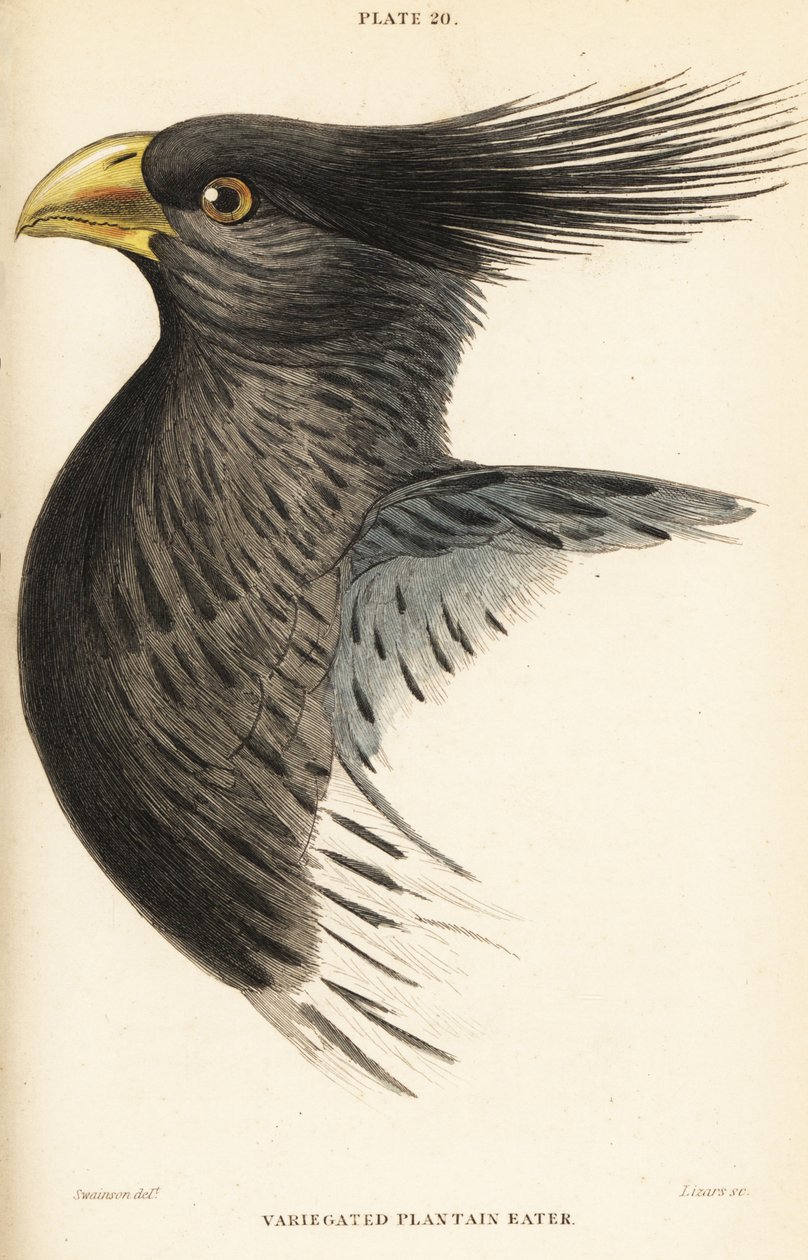 Testa del turaco occidentale, Crinifer piscator (Turaco variegato, turaco crestato, Chizoeris variegata) da William Home Lizars