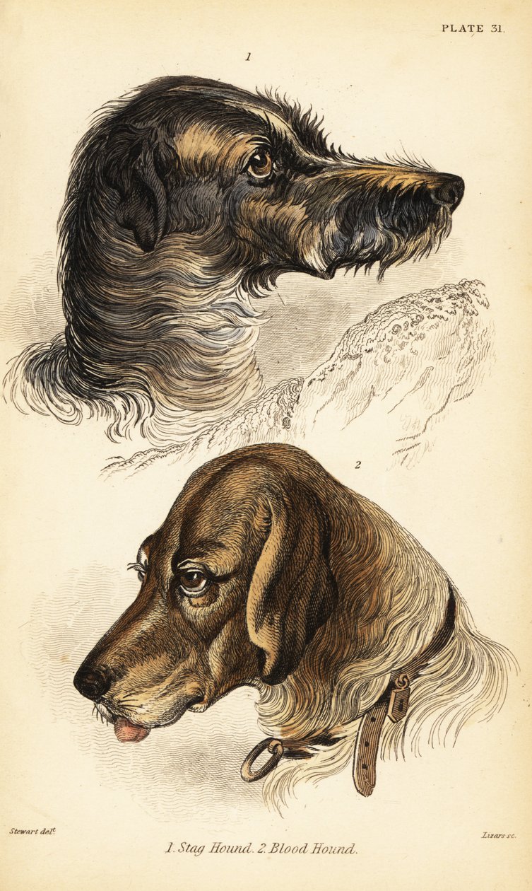 Teste di un cane da cervo 1 e di un cane da sangue 2, Canis lupus familiaris (Canis sagaces e Canis sanguinarius) da William Home Lizars