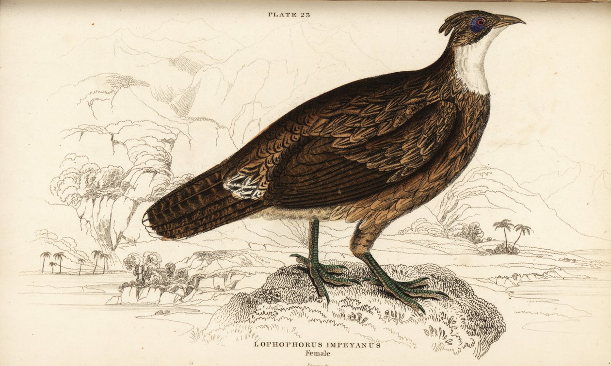 Monal himalayano, femmina, Lophophorus impejanus (Lophophorus impeyano) da William Home Lizars