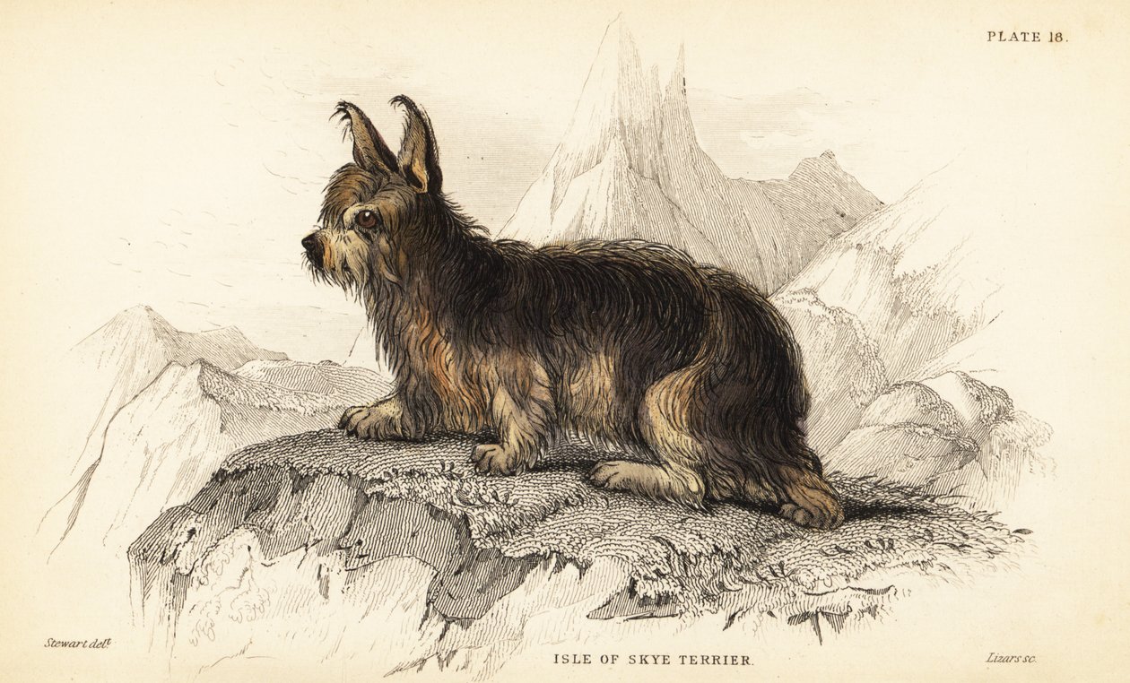 Terrier dell