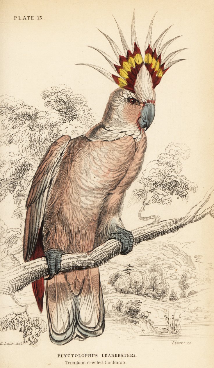 Cacatua di Major Mitchell, Lophochroa leadbeateri da William Home Lizars