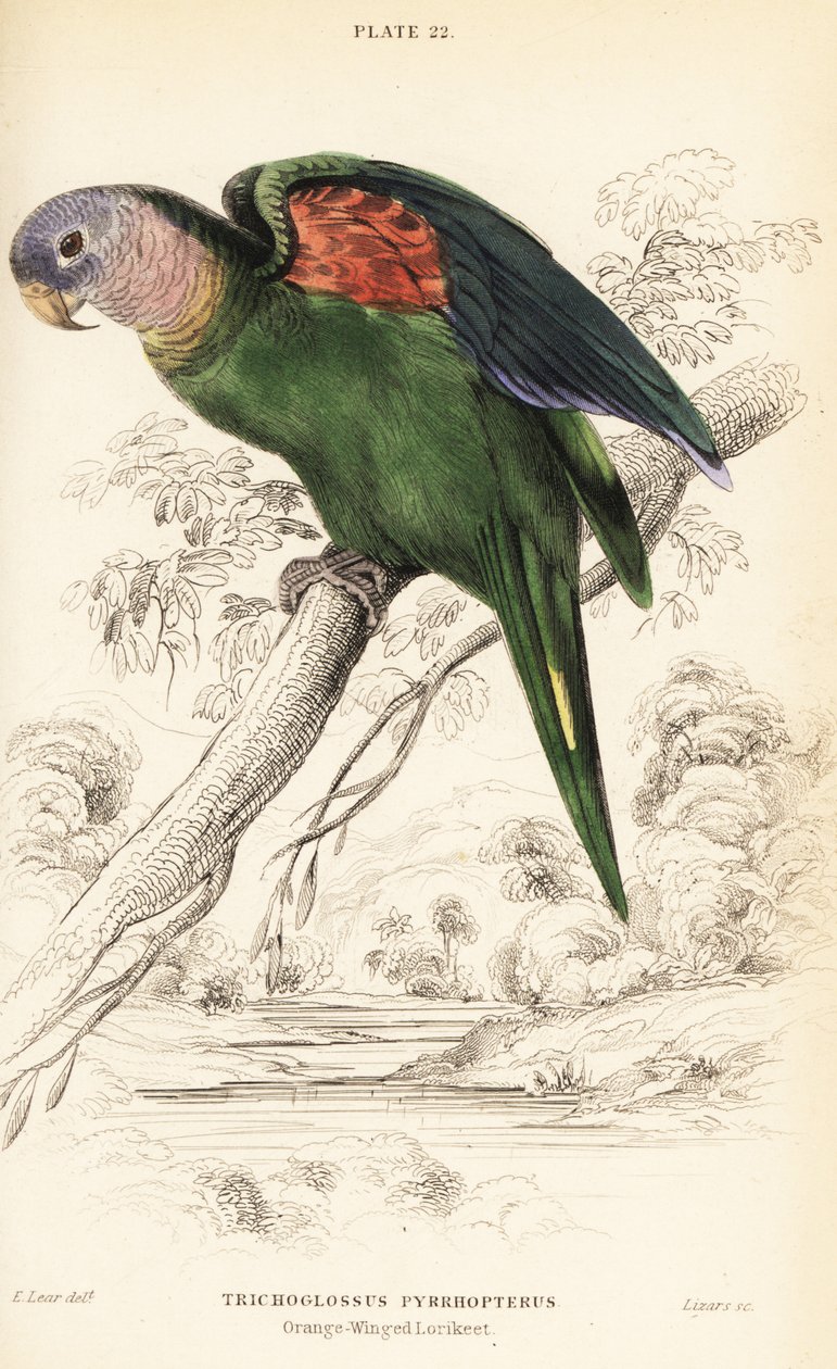 Amazzone dalle ali arancioni, Amazona amazonica da William Home Lizars