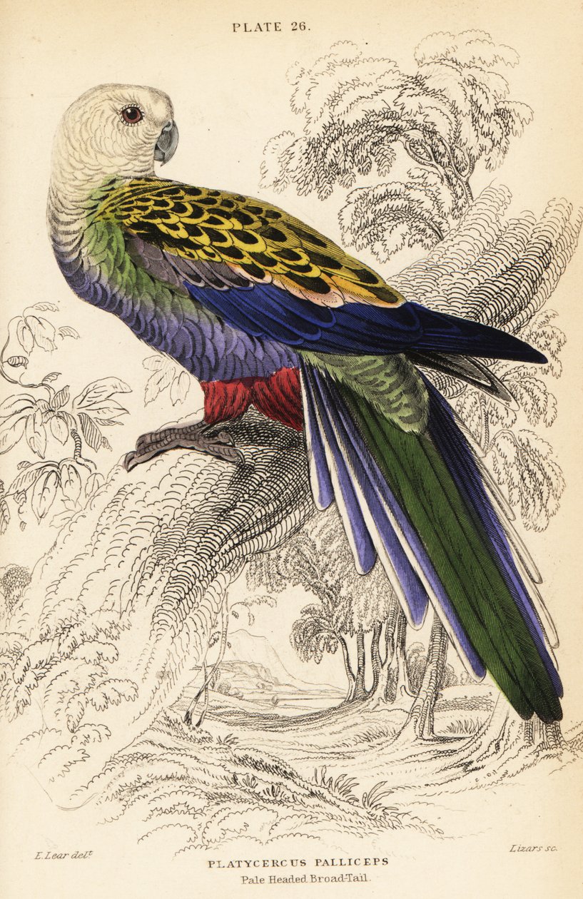 Rosella dalla testa pallida (palliceps), Platycercus adscitus palliceps da William Home Lizars