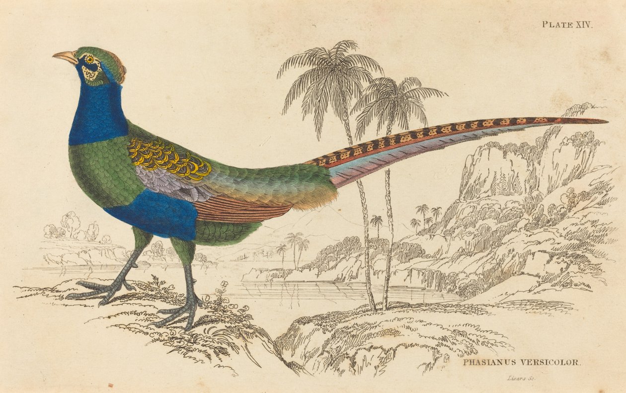 Phasianus Versicolor da William Home Lizars