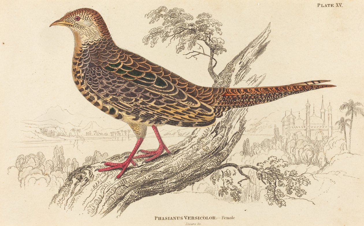 Phasianus Versicolor - Femmina da William Home Lizars