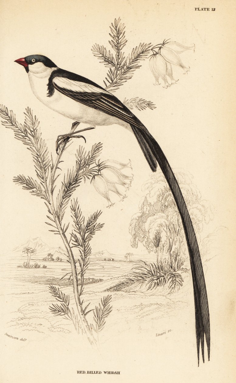 Vedova codaspillo, Vidua macroura (Vedova dal becco rosso, Vidua erythrorhynchus) da William Home Lizars