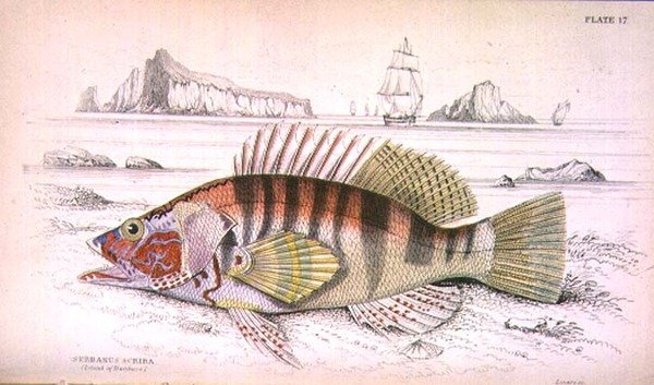 Serbanus Scriba (Isola di Baziluzzo), inciso dall