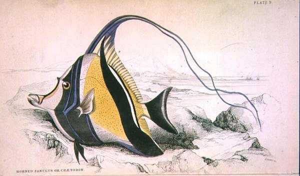 Tavola 9 Zanchus cornuto o Chaetodon inciso dall