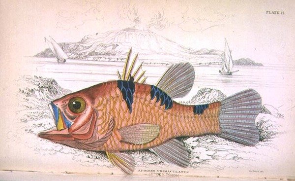 Apongon Trimaculatus (Isola del Vulcano) inciso dall