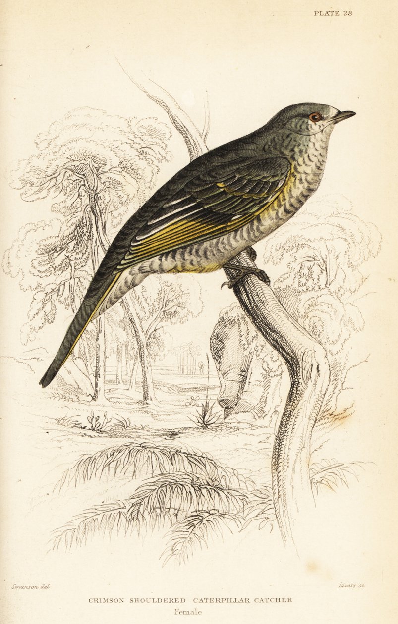 Campephaga phoenicea, femmina da William Home Lizars