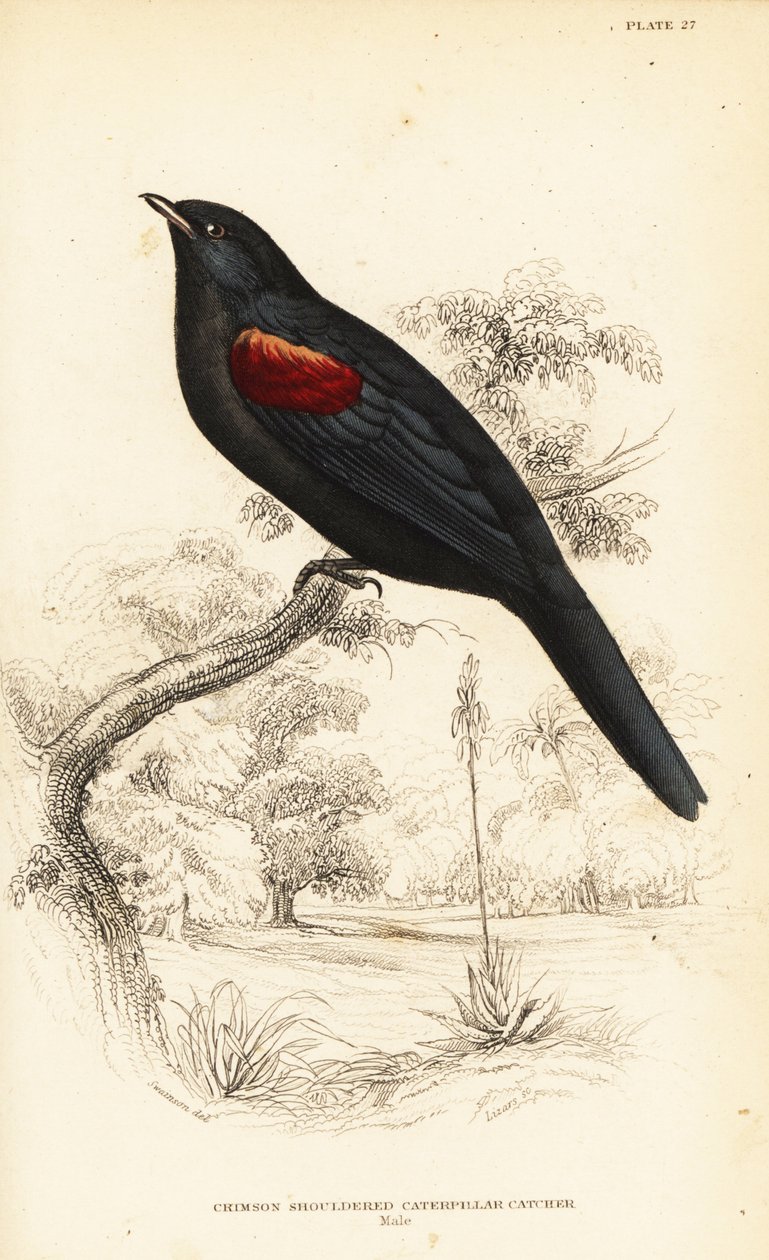 Campephaga phoenicea, maschio da William Home Lizars