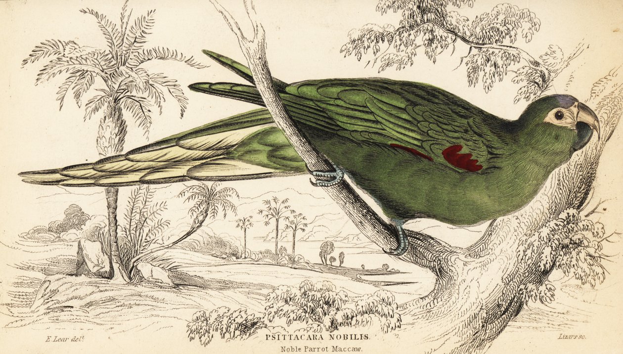 Ara dalle spalle rosse, Diopsittaca nobilis da William Home Lizars