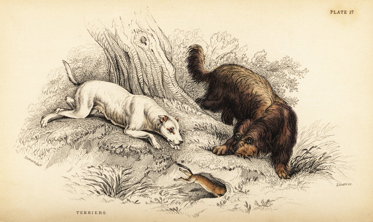Terrier a pelo liscio e terrier scozzese o a pelo duro, Canis lupus familiaris (Canis terrarius) da William Home Lizars