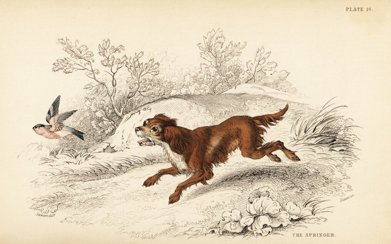 Springer spaniel inglese, Canis lupus familiaris da William Home Lizars