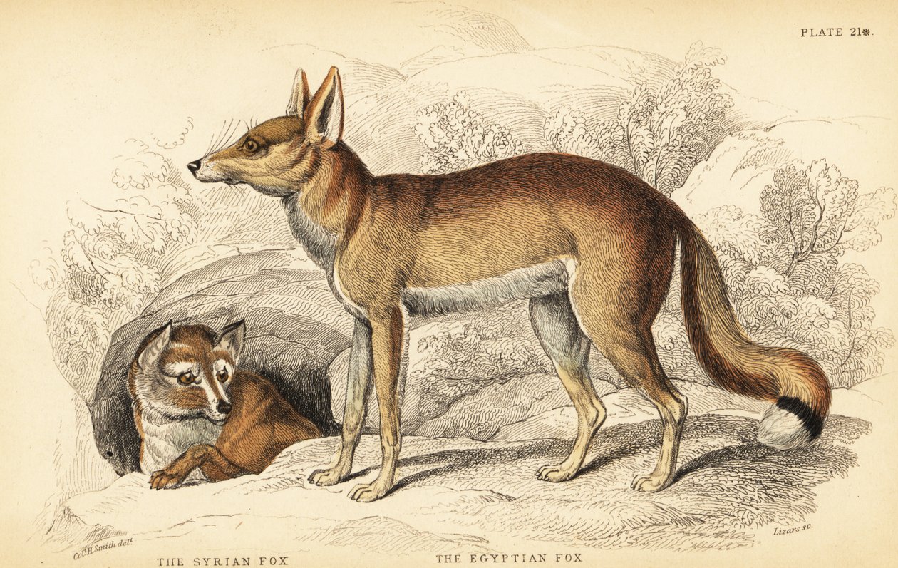 Volpe siriana o Taaleb, Vulpes thaleb (o volpe di Blanford, Vulpes cana?) e volpe egiziana o Sabora, Vulpes vulpes niloticus da William Home Lizars