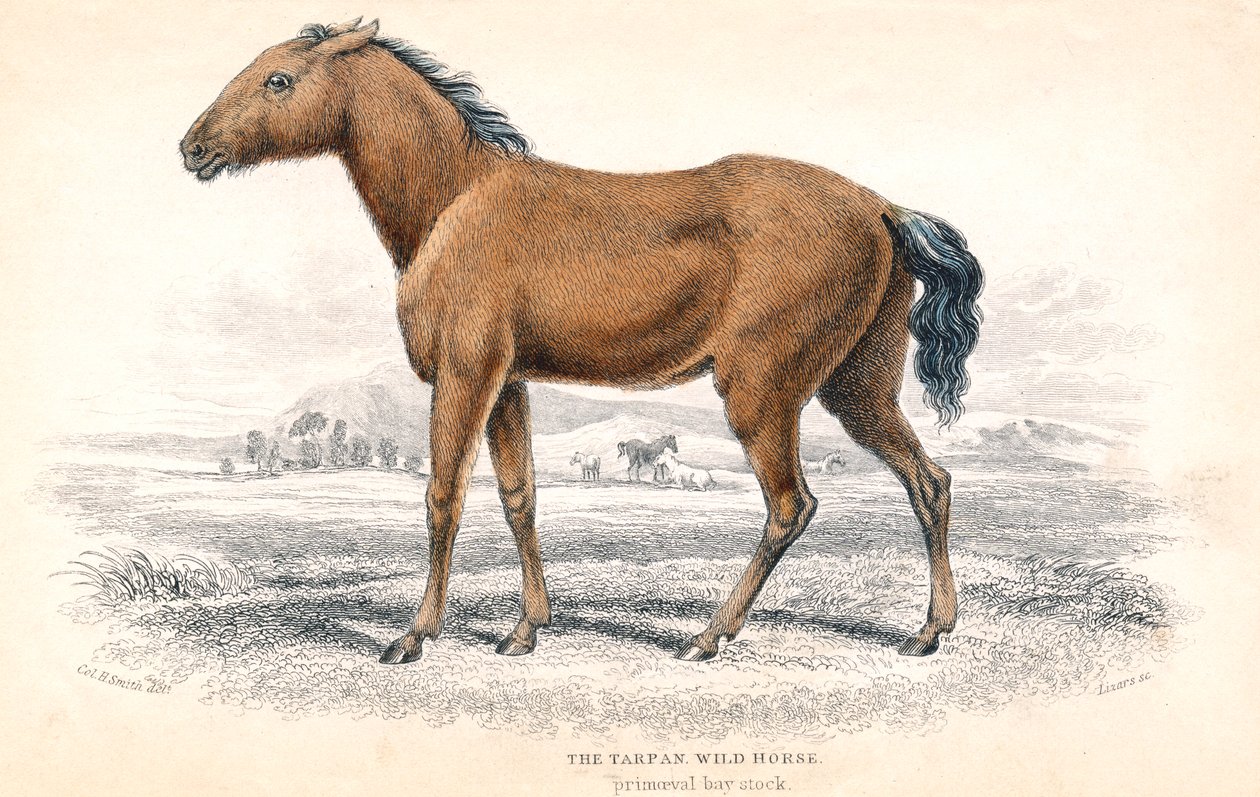 Tarpan, 1830 da William Home Lizars