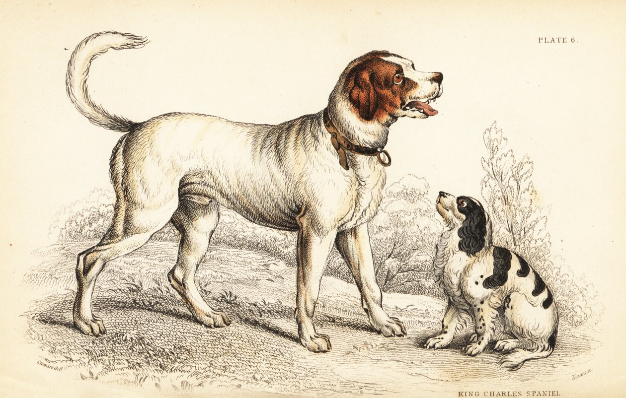 Il cane di San Bernardo o cane di San Bernardo, Canis lupus familiaris, e spaniel King Charles, Canis lupus familiaris (Canis extrarius) da William Home Lizars