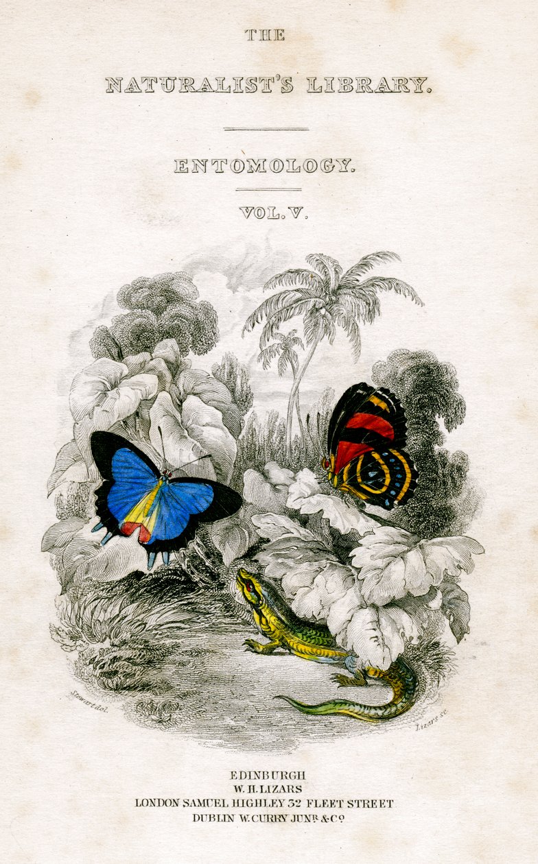 La biblioteca dei naturalisti, Entomologia, Vol V, Farfalle, c. 1833-1865 da William Home Lizars
