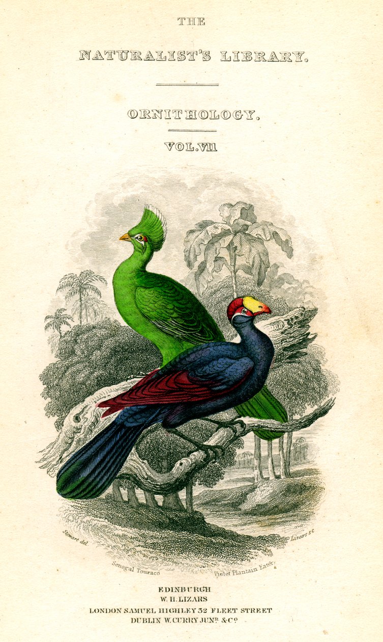 La Biblioteca dei Naturalisti, Ornitologia, Turaco del Senegal, Mangiatore di Piantaggine Viola, c1833-1865 da William Home Lizars
