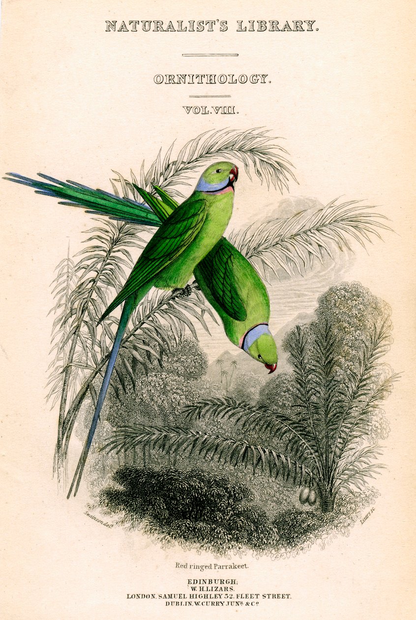 La Biblioteca dei Naturalisti, Ornitologia Vol VIII, Parrocchetto ad anello rosso da William Home Lizars