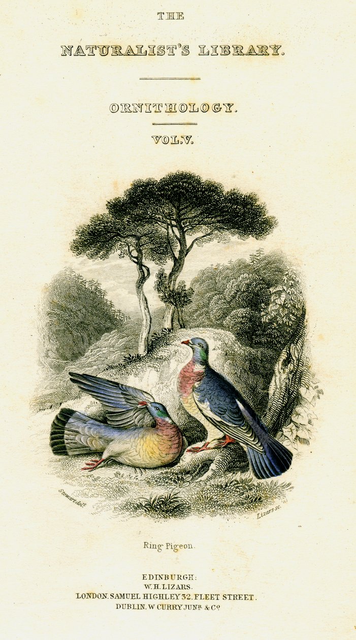 La Biblioteca dei Naturalisti, Ornitologia Vol V, Piccione ad Anello, c1833-1865 da William Home Lizars