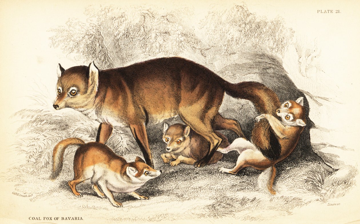 Varietà di volpe rossa, Vulpes vulpes, con cuccioli (Volpe di carbone della Baviera, Vulpes alopex) da William Home Lizars