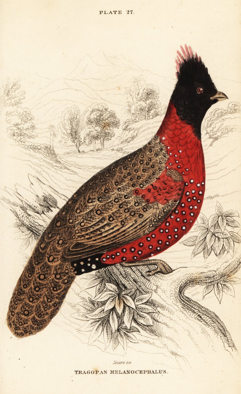 Tragopan occidentale o tragopan cornuto occidentale, Tragopan melanocephalus da William Home Lizars