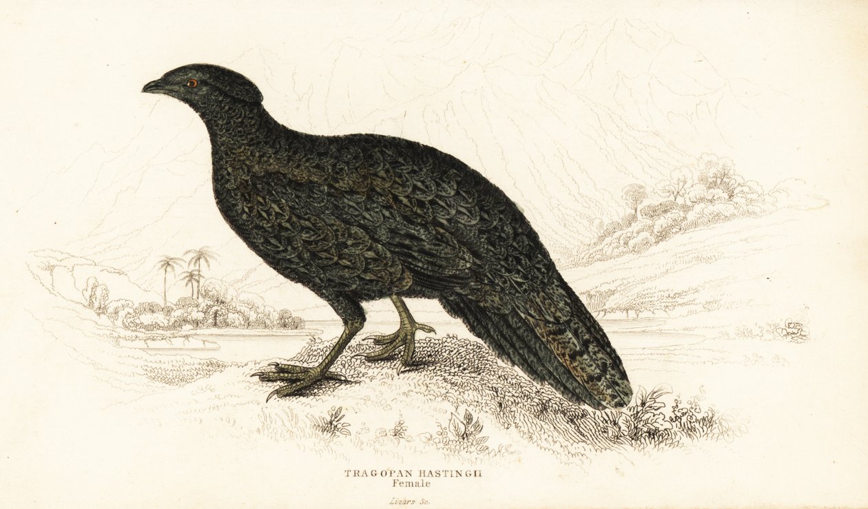 Tragopan occidentale o tragopan cornuto occidentale, femmina, Tragopan melanocephalus da William Home Lizars