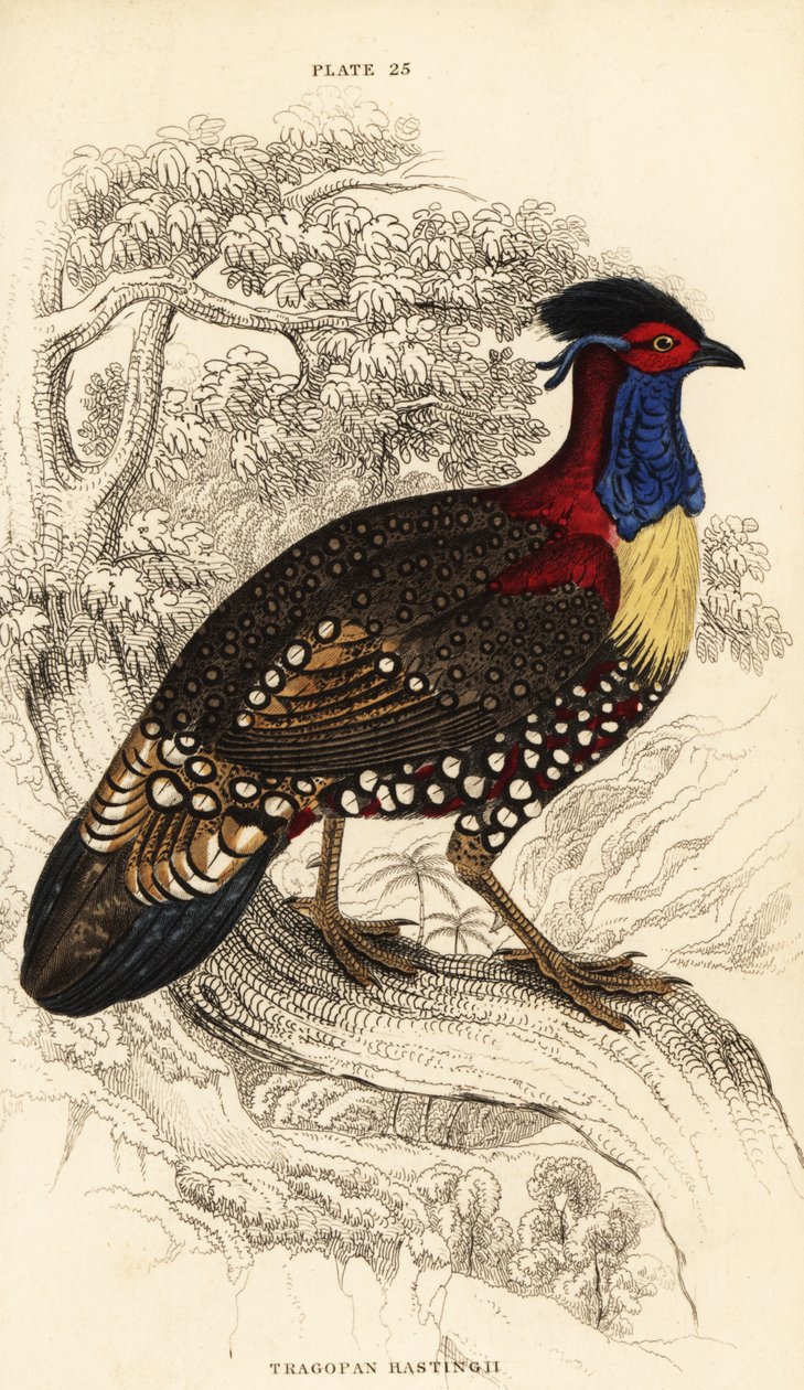 Tragopano occidentale o tragopano cornuto occidentale, maschio, Tragopan melanocephalus da William Home Lizars