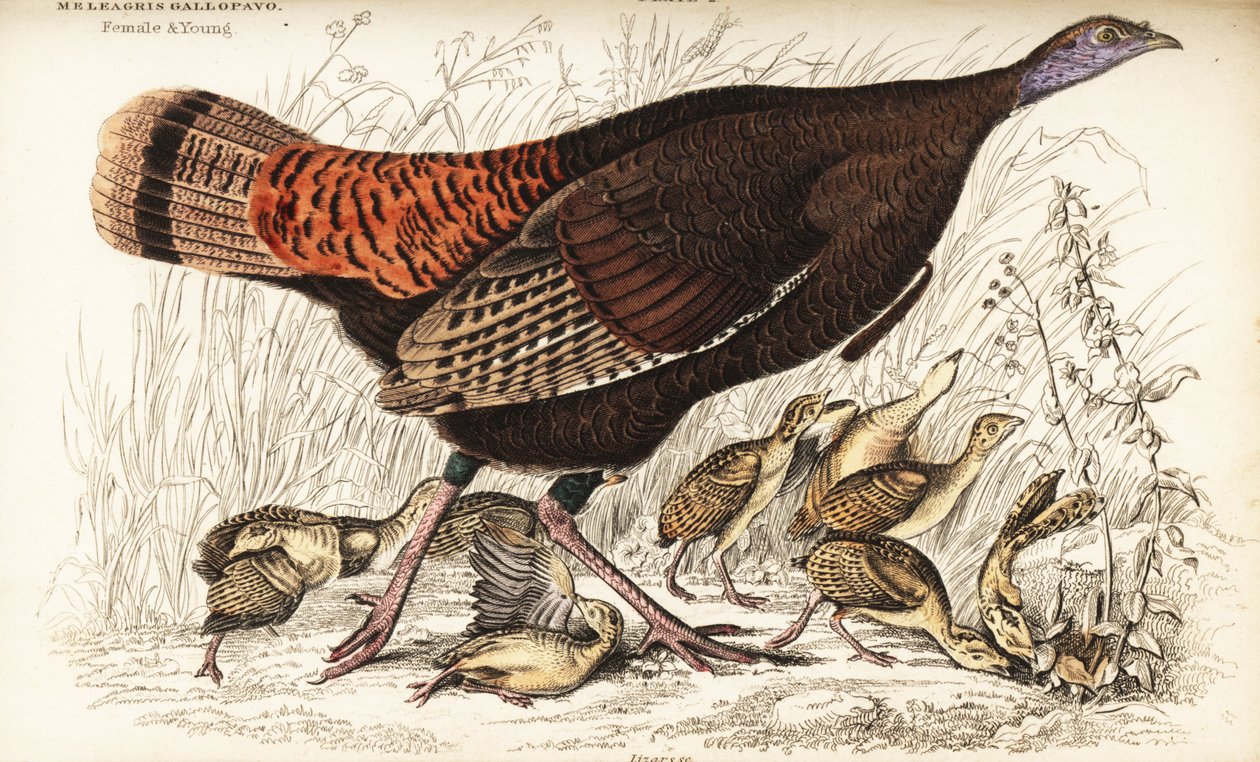 Tacchino selvatico, femmina e giovani, Meleagris gallopavo da William Home Lizars