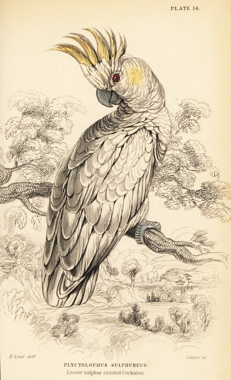 Cacatua crestagialla, Cacatua sulphurea da William Home Lizars