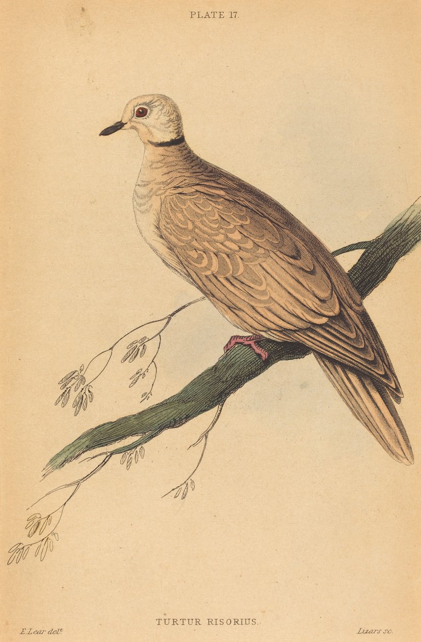 Turtur Risorius da William Home Lizars after Edward Lear