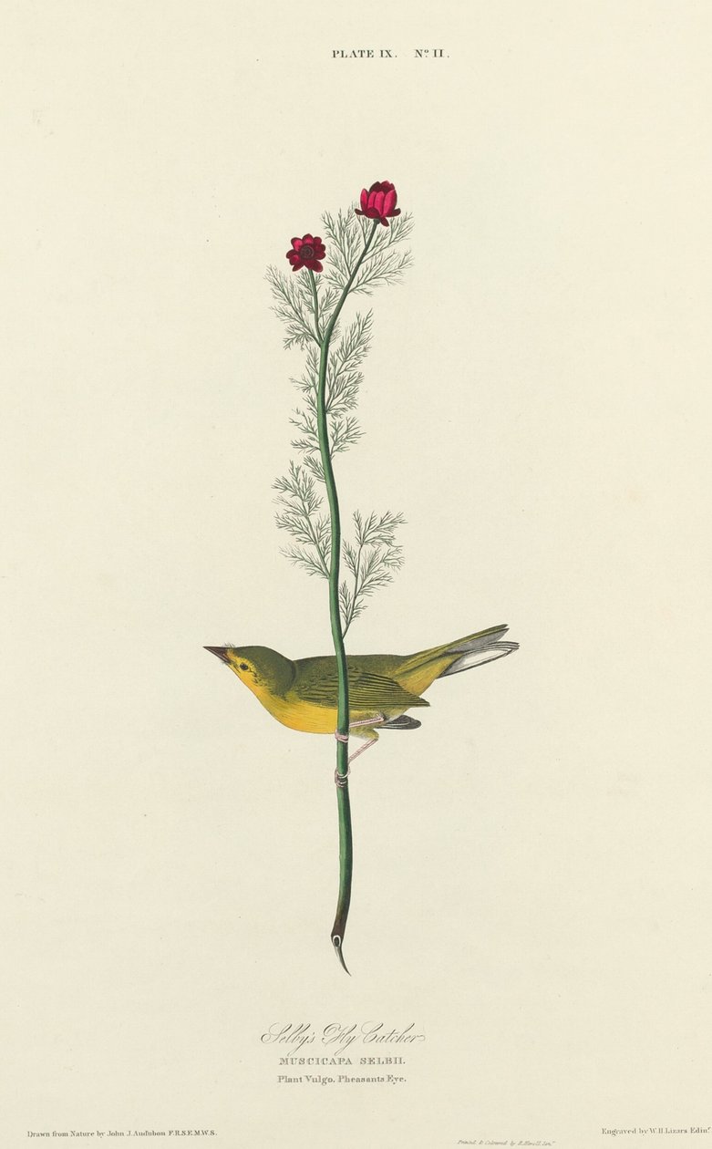 Pigliamosche di Selby da William Home Lizars after John James Audubon