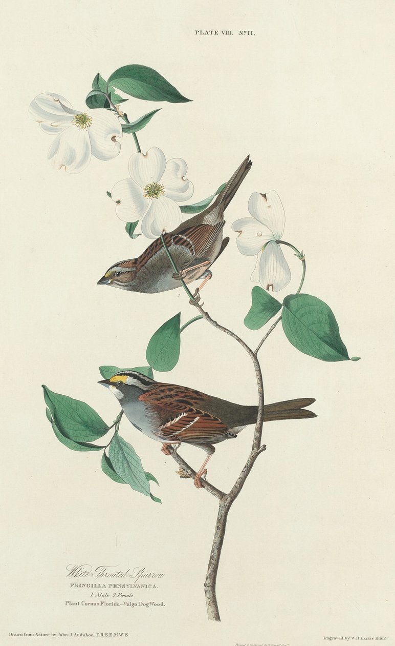 Passero dalla Gola Bianca da William Home Lizars after John James Audubon