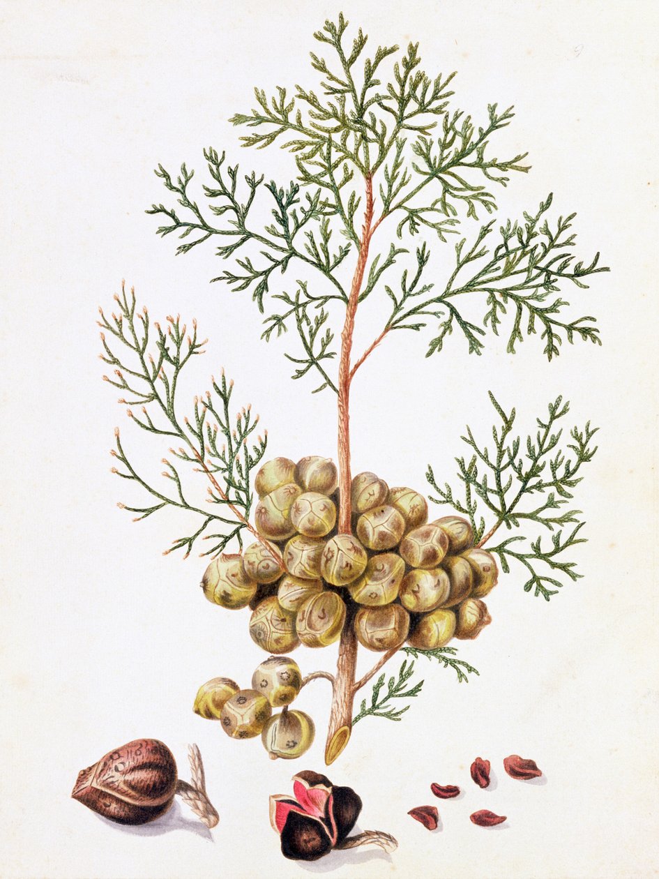 Foglia e Noci di Cipresso da William Hooker