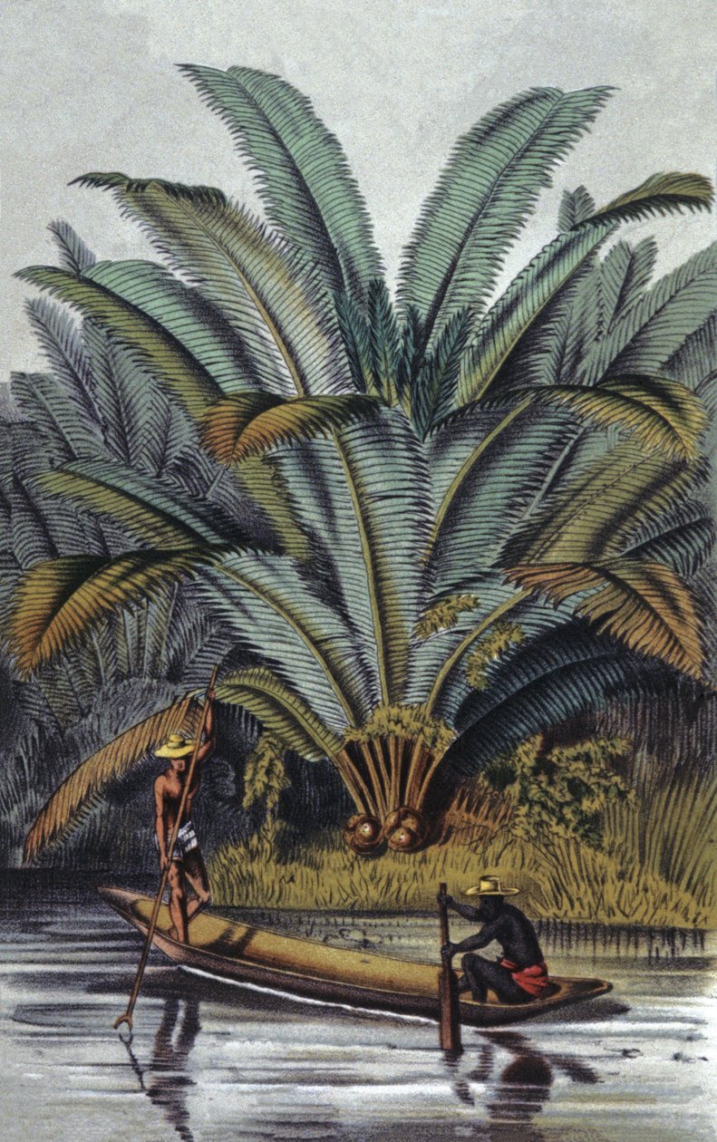 Palma da William Hooker