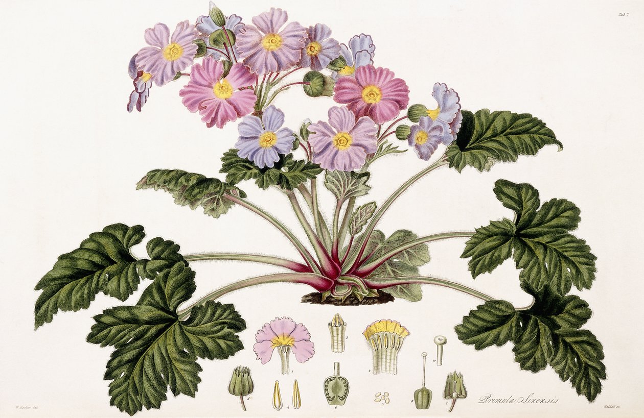 Primula Sinensis, 1821-1826 da William Hooker