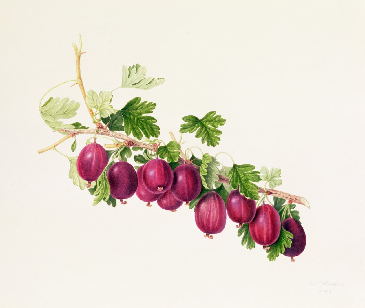 Uva spina viola da William Hooker