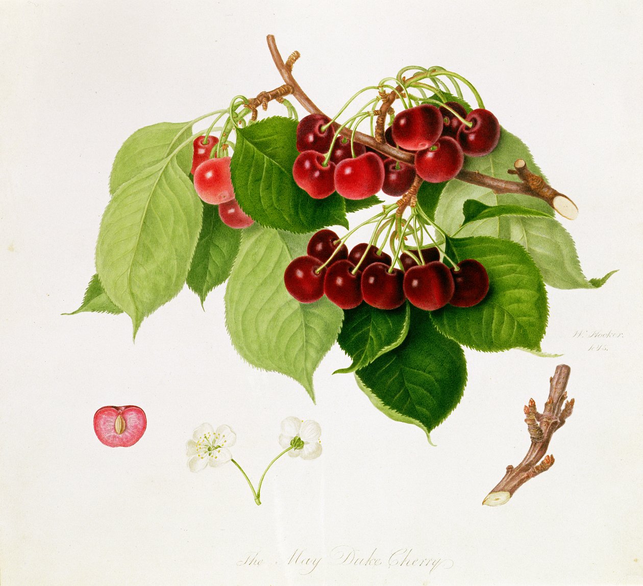 Il Duca di Maggio Ciliegia da William Hooker