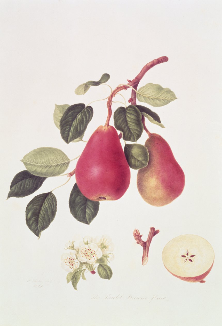 La pera Beurree scarlatta, 1819 da William Hooker