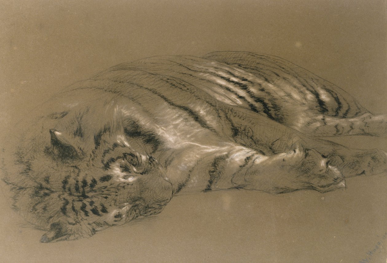 Una tigre che dorme, 1876 da William Huggins