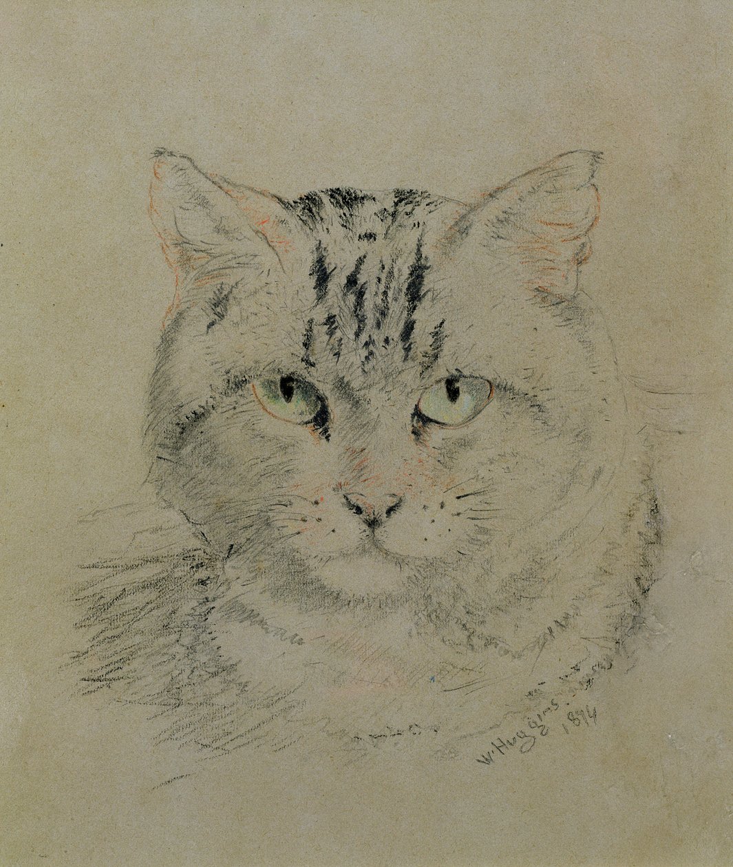 Gatto tigrato, 1874 da William Huggins