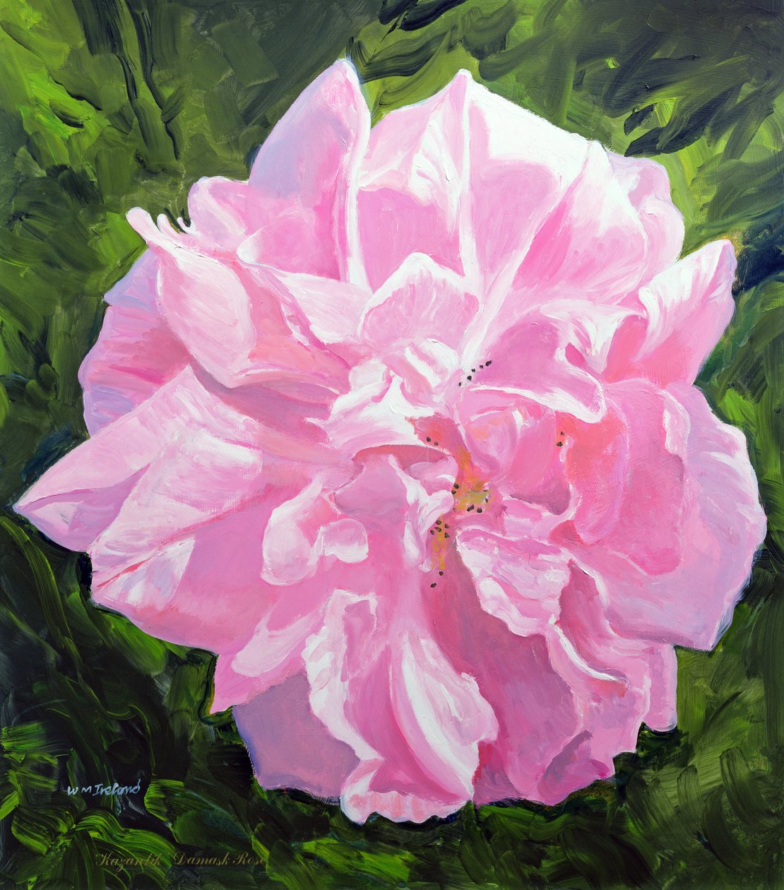 Rosa vittoriana da William Ireland