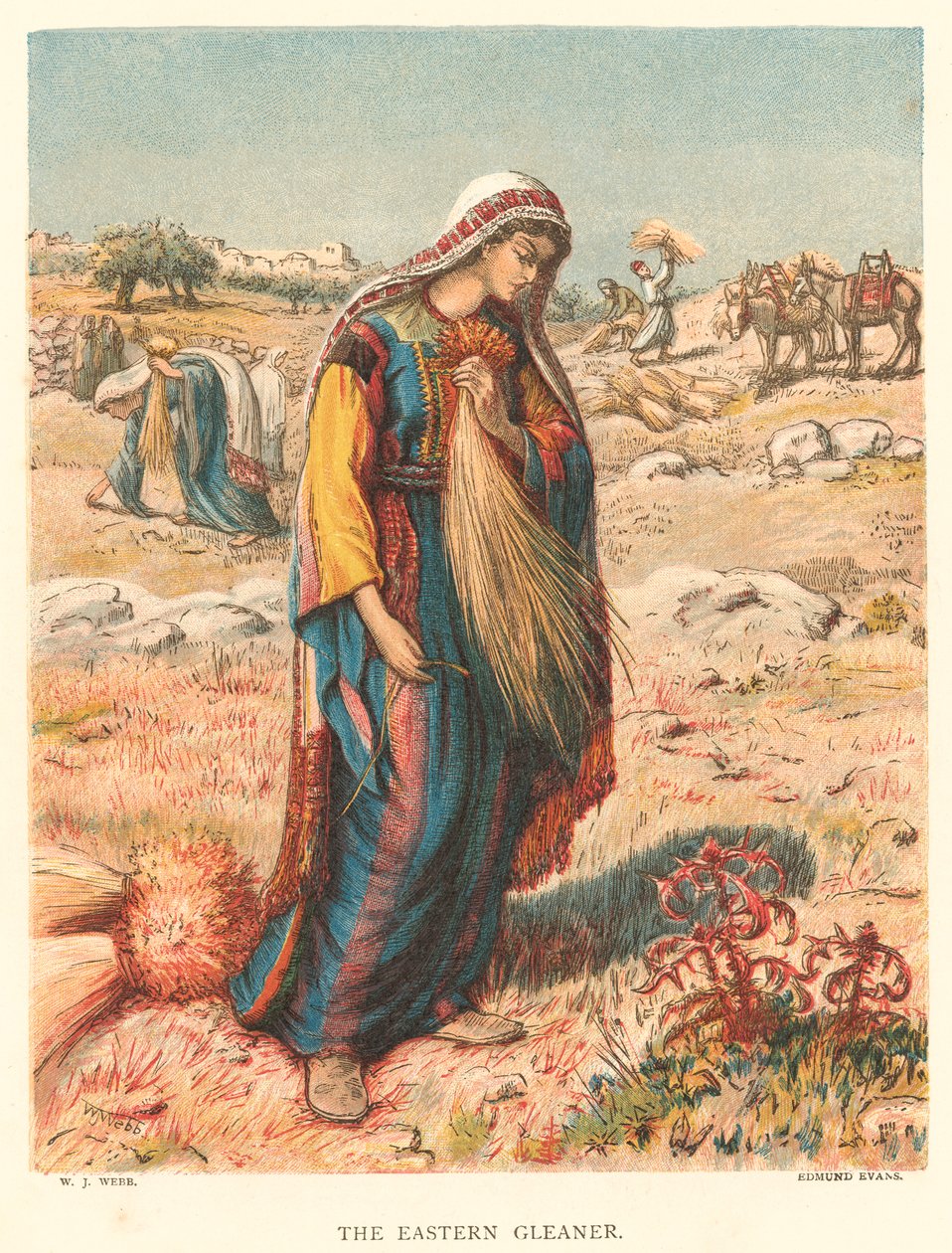 Il Gleaner orientale (incisione a colori) da William J. Webbe or Webb