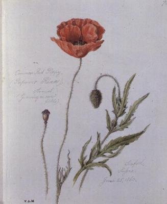 Papavero comune, dipinto a Seaford, Sussex, 25 giugno 1860 da William James Linton