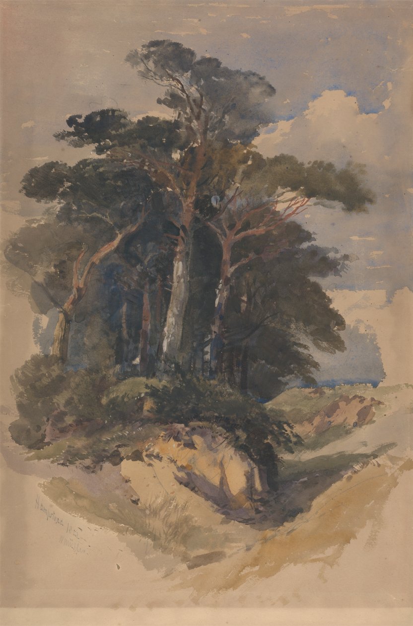 Pini su Hampstead Heath da William James Muller