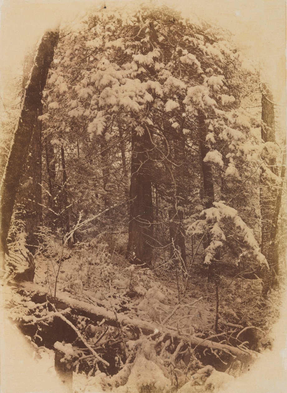 Senza Titolo, Bosco nella Neve, 1859 da William James Stillman