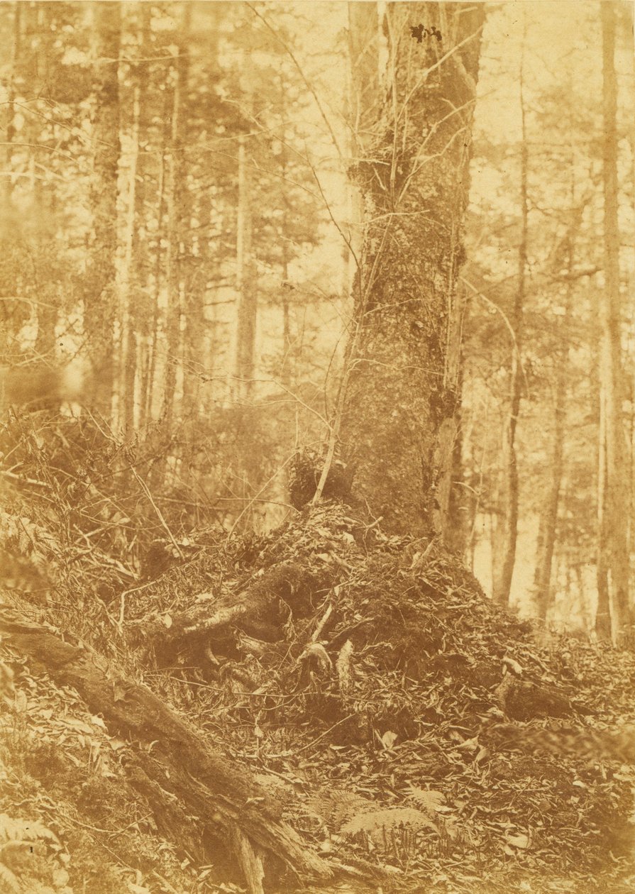 Senza titolo, dal portfolio The Forest: Boschi Adirondack da William James Stillman